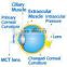 MCT lenses/MCT Technology/corneal reshape