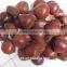 2015 health foods chinese chestnuts for sale/canned chestnuts roasted/fresh chestnut