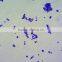 teaching and rescarching lab microbiology prepared slides for microscopes