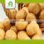 wholesale holland seed potato
