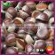 2015 New Crop Fresh Raw Bulk Chestnut Nuts from Yanshan Mountains