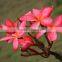 Natural outdoor plants Plumeria rubra red flower