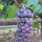 Fruit Tree Seedling