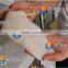 Industrial High Efficiency Frozen Giant Squid Cutting Machine