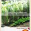PE Agricultural Tomato tube Green house with holes