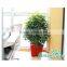 big plant pots
