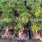 Syzygium buxifolium bosnai S shape