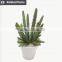 Hot sale mini succulent plants for home and garden decoration