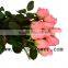 Supply rose fresh cut rose flower diana with 20stems/bundle from china alibaba kenya