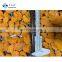 IQF New High Quality Frozen Segments Mandarin Orange from Sinocharm
