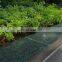 hot sale Kuppan Green granite, green granite slab