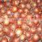 Chinese onion/ Yellow onion/Chinese fresh onion