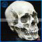 Skulls Decorative Resin Wholesales Halloween Skull For Crafts