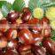 supply good quality fresh sweet chestnut with best price for sale