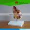 High quality for teaching and studying dog ear model