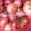 2015 new crop red onion