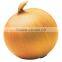 Gold Onion ( crops 2013)