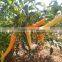 High Quality Colorful Pepper Seeds Ornamental Pepper Seeds Chili Seeds for Planting