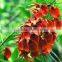 Erythrina Crista-galli