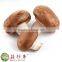 Free shipping premium fresh flower shiitake mushroom spawn cultivation