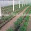 YUSHEN agriculture drip irrigation tape for irrigaiton system