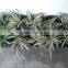 12.5CM Deep 10 Pack Shuttle Pot Carrier