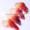 Importer Seafood Frozen Arctic Surf Clam without Shell