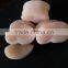 Frozen scallop high quality pen scallop for sale