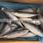 Sea Frozen Mackerel 300-500g 2016