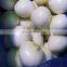 Sinocharm  IQF Fresh Vegetable Onion Strips 8-10 mm Suppliers Frozen White Onion
