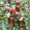 Dates processing line /date palm paste making machine/Dates paste making machinery