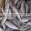 Frozen Horse Mackerel 16-20cm