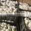 Fresh Normal White Garlic 3P/net For European Market Approved by G.A.P
