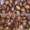 sale 2015 new harvest fresh water chestnut