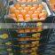 Fresh Mandarin ( Calamantine ) From Egypt