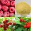 GMP Factory Supply Raspberry Extract