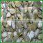 China Best Quality and Inexpensive Snow White Pumpkin Seeds 13cm Supply