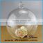 High quality Air plants handblown glass globe hanging terrarium