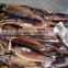 Best Frozen Illex Argentinus Squid Price