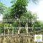 Tabebuia rosea landscaping tree pinky flower tree