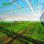 2019 Agricultural Glass Greenhouse For Planting lettuce