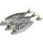 small eye horse mackerel frozen horse mackerel fish