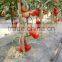 2016 New Hybrid Tomato seeds for growing-TianFu360