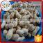 Raw peanuts in shell