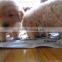 Multifunctional Pet Food Making Machine