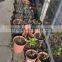 2014 hot sale high quality pruning shear garden grafting tools