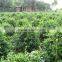 Carmona Microphylla shrub trees