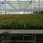 Ebb and flow table greenhouse ebb and flow rolling bench with tray