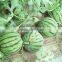 Xingyan NO.7 chinese fruit easily hybride f1 watermelon seeds