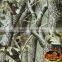 Fantastic Dazzle Digital Camouflage No.DGM-12520 Water Transfer Printing Film Hydrographic Film